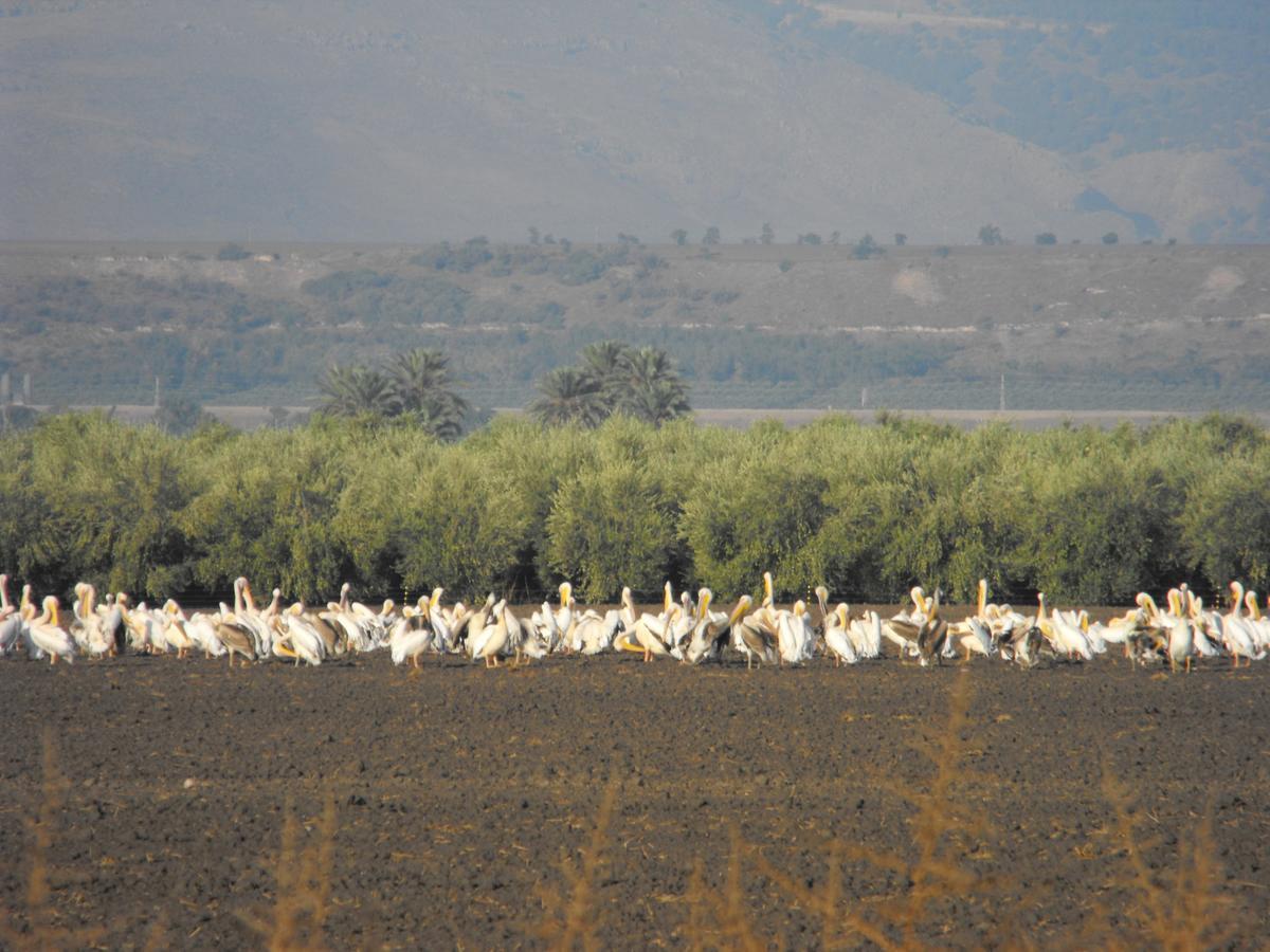 Jordan Valley Birding Lodge Kefar Ruppin Esterno foto