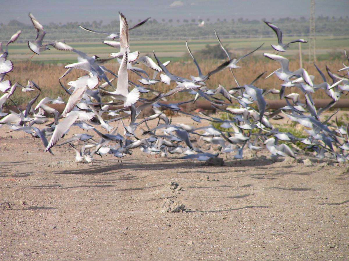 Jordan Valley Birding Lodge Kefar Ruppin Esterno foto