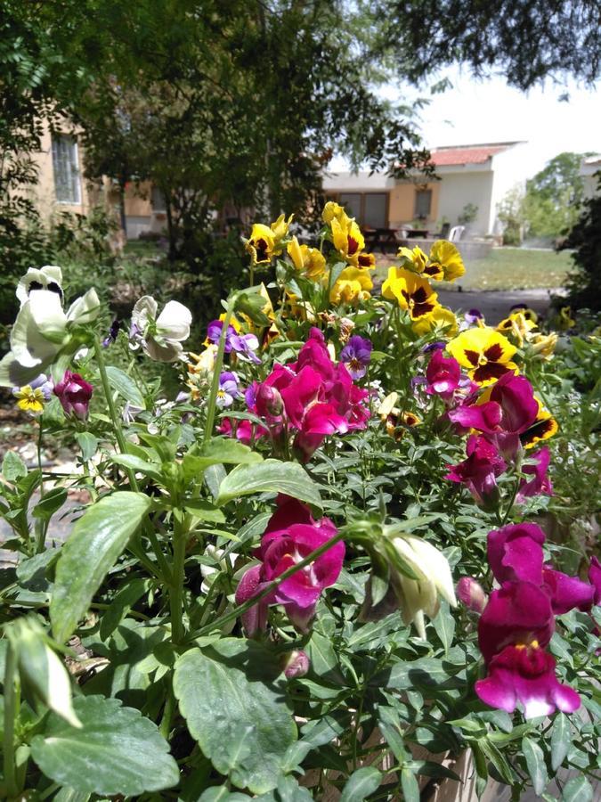 Jordan Valley Birding Lodge Kefar Ruppin Esterno foto